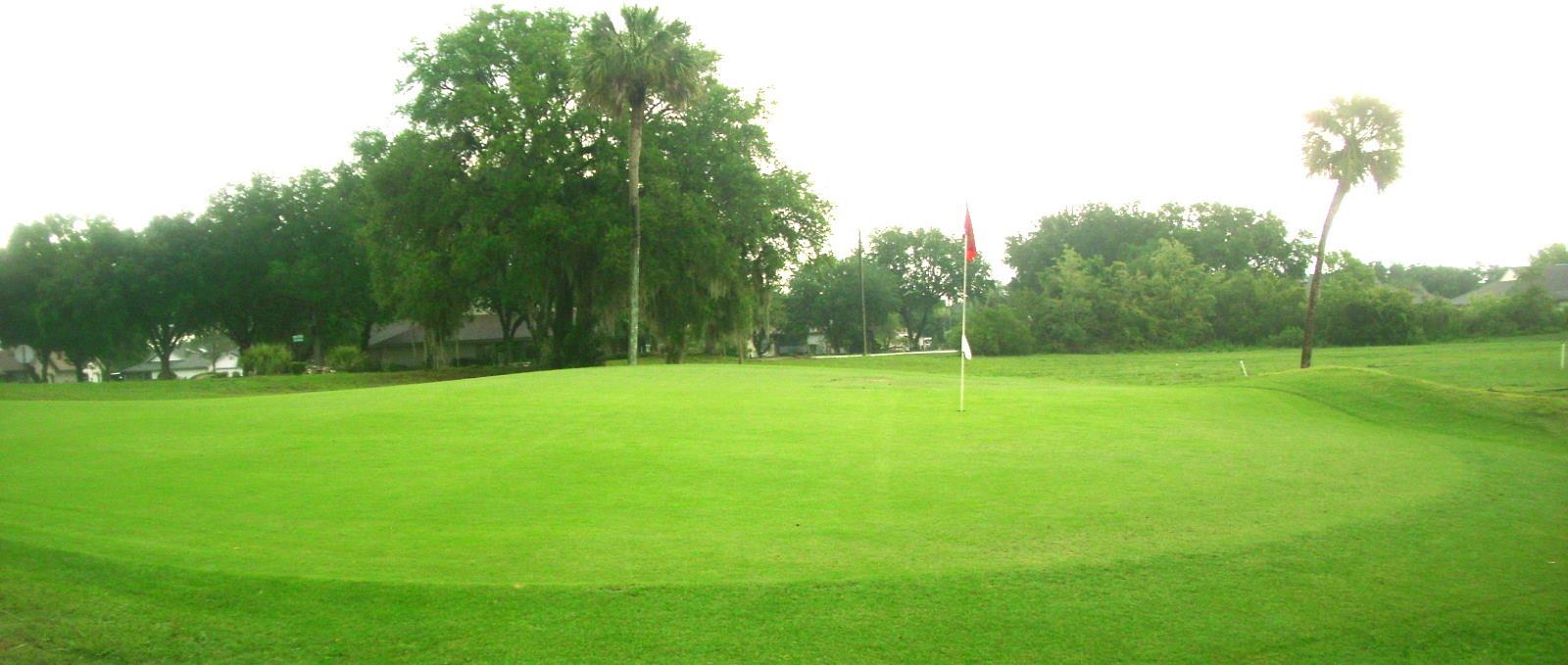 Tree on a golf course